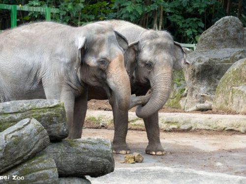 熱帶雨林區迎新篇章！臺北市立動物園啟動象群搬遷準備，讓亞洲象與非洲象先從「聞香認識」開始做鄰居